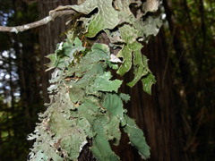 Pseudocyphellaria rainierensis image