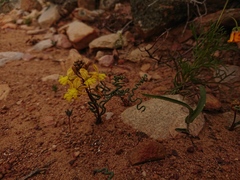 Bulbine torta