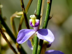 Comesperma scoparium