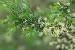 Acacia howittii