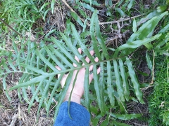 Microsorum pustulatum howense