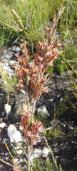 Rhodocoma fruticosa