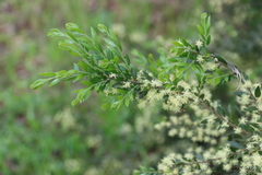 Acacia howittii