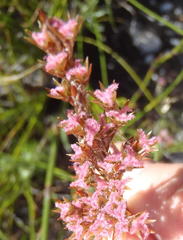 Rhodocoma fruticosa