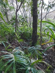 Microsorum pustulatum howense