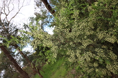 Acacia howittii