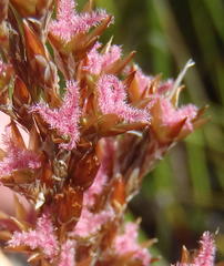 Rhodocoma fruticosa