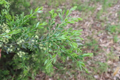 Acacia howittii