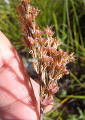 Rhodocoma fruticosa