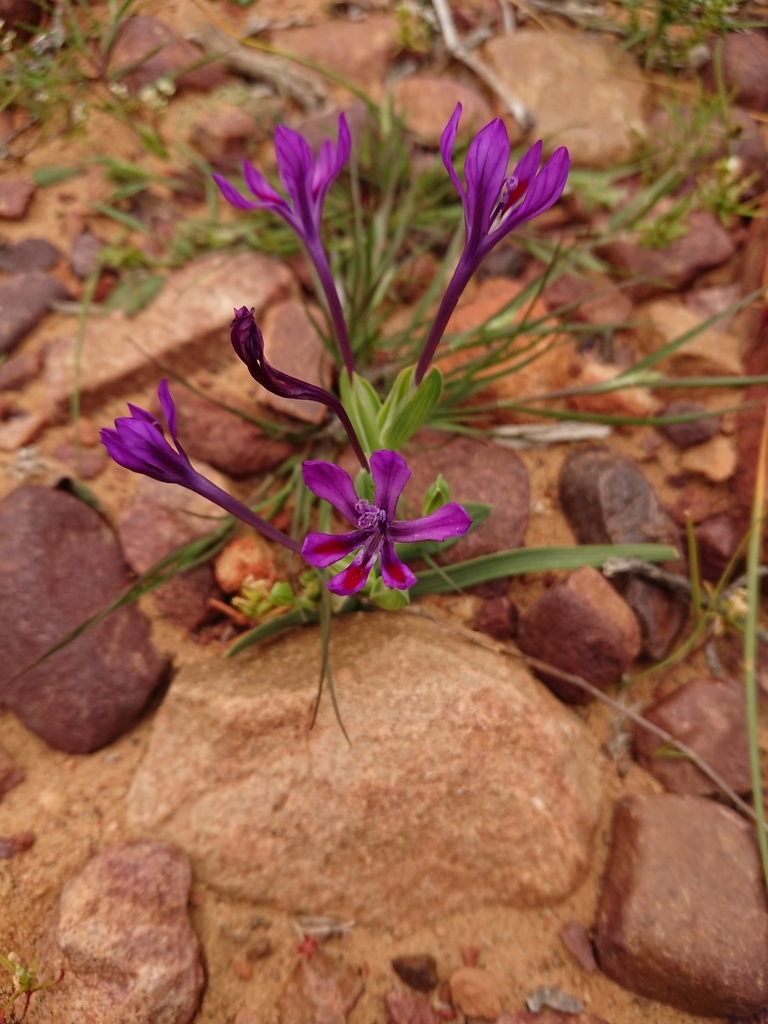 Violet Kabong