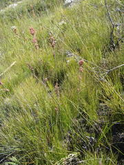 Rhodocoma fruticosa