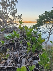 Hoya australis australis