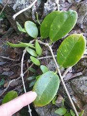 Hoya australis australis
