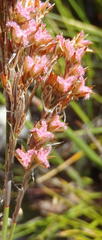 Rhodocoma fruticosa