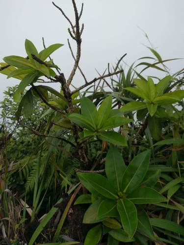 Myrsine degeneri observed 2021-08-21