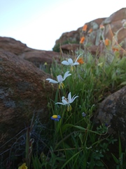 Hesperantha bachmannii