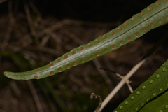 Microsorum pustulatum howense