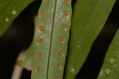 Microsorum pustulatum howense