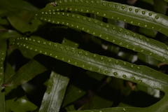 Microsorum pustulatum howense
