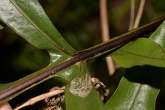 Microsorum pustulatum howense