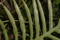 Microsorum pustulatum howense