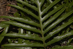 Microsorum pustulatum howense