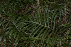 Microsorum pustulatum howense