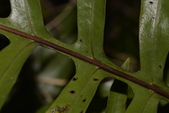 Microsorum pustulatum howense