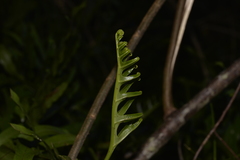 Microsorum pustulatum howense