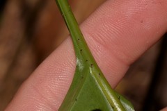 Microsorum pustulatum howense