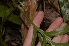 Microsorum pustulatum howense