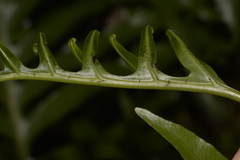 Microsorum pustulatum howense