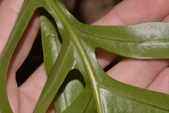 Microsorum pustulatum howense