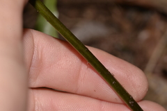 Microsorum pustulatum howense
