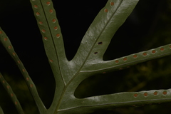 Microsorum pustulatum howense