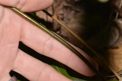 Microsorum pustulatum howense