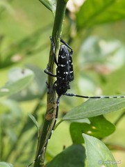 Anoplophora chinensis