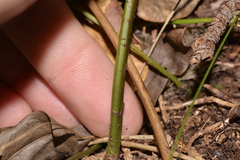 Microsorum pustulatum howense