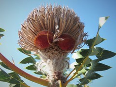 Banksia baxteri