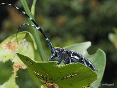 Anoplophora chinensis