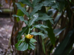 Costus pictus