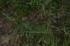 Microsorum pustulatum howense