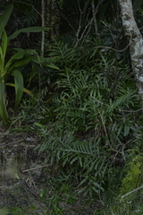 Microsorum pustulatum howense