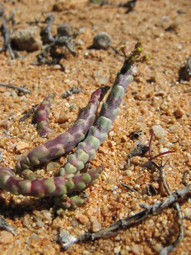 Euphorbia gentilis