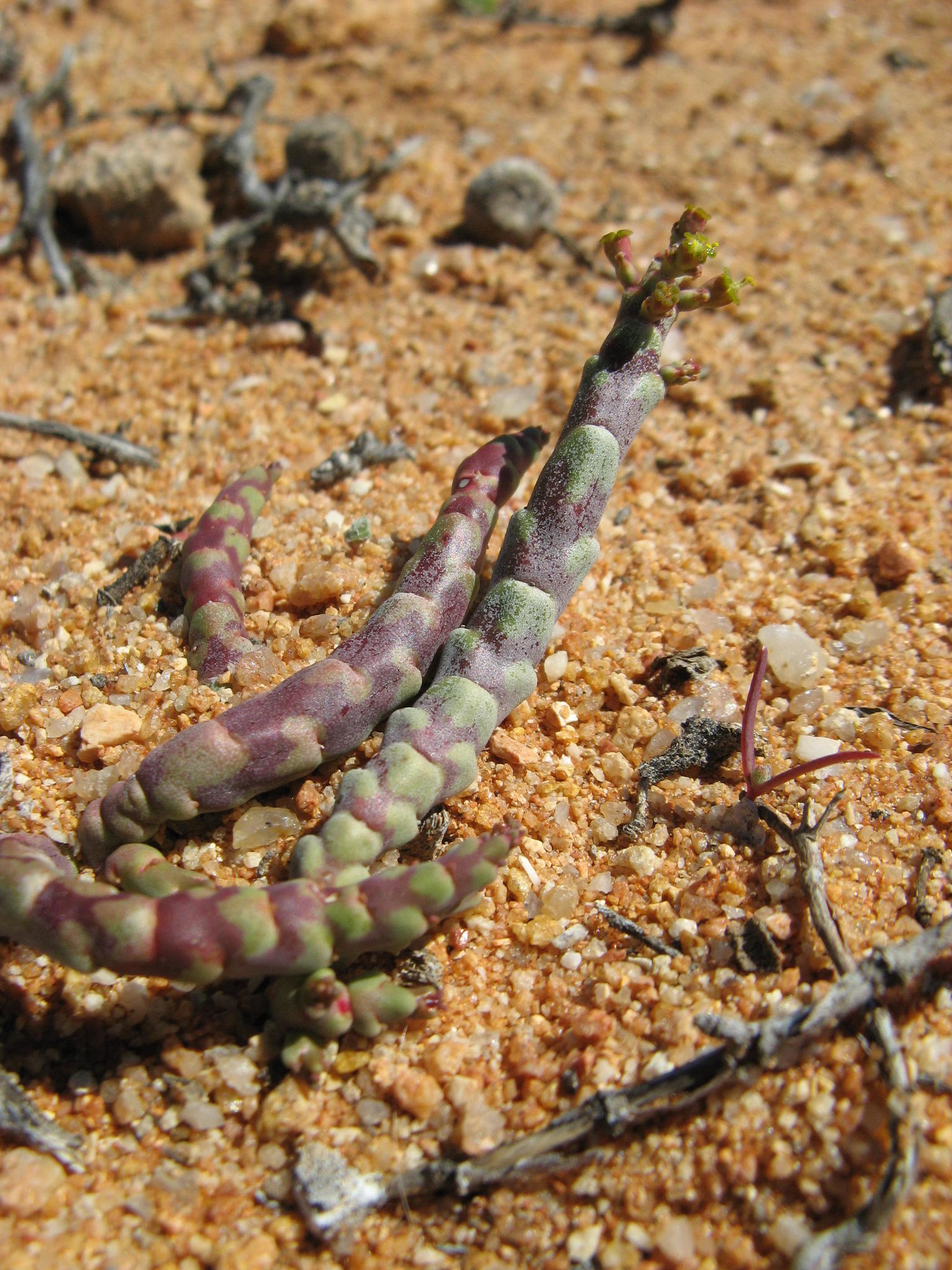Euphorbia gentilis