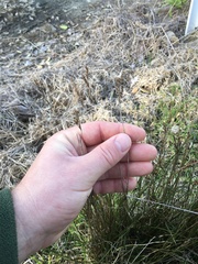 Juncus dichotomus