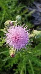 Cirsium nuttalii image