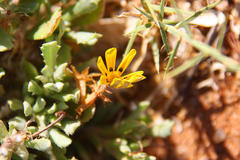 Spilostethus crudelis