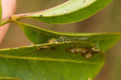 Spheterista tetraplasandra