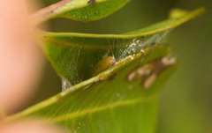 Spheterista tetraplasandra